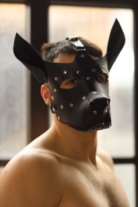 Эффектная маска собаки с металлическими заклепками - БДСМ Арсенал - купить с доставкой в Краснодаре